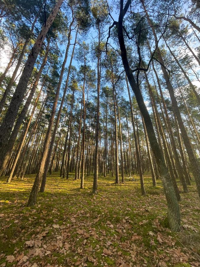Park Rekreacyjno-Biznesowy Las Woda Wilga Esterno foto